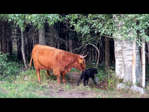 Highland Cattle Calf: From Birth To First Steps