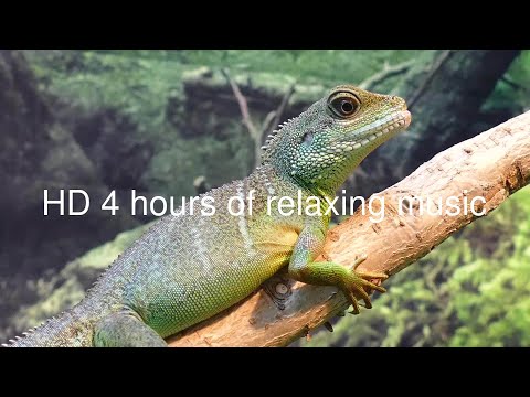 HD 4 Hours of a lizard relaxing on a log with relaxing music playing