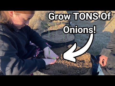 Master These Simple Tips to Harvest HUNDREDS of Onions!