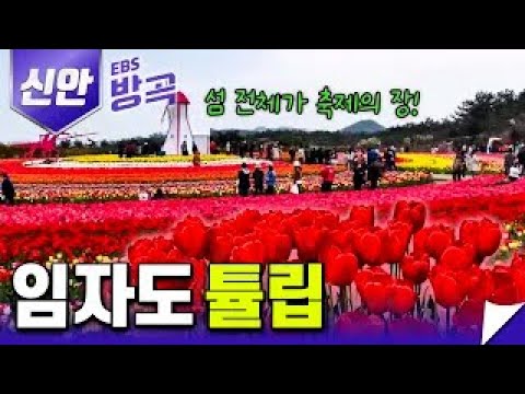 삼백만 송이가 넘는 튤립을 만날 수 있는 임자도 튤립 축제