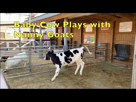 CUTEST BABY ANIMALS - A Sweet Baby Cow Plays with Goats - ANIMALS FOR KIDS