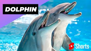 Dolphin 🐬 One Of The Cutest But Dangerous Animals In The World #shorts