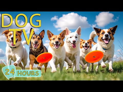 DOG TV: Deep Calming Video Entertain to Relieve Stress for Dogs When Home Alone - Best Music for Dog