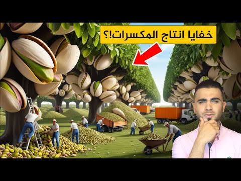 ما لا تعرفه عن انتاج المكسرات🤔الفستق الحلبي والكاجو وعين الجمل والبندق😍الصنوبر والجوز البرازيلي