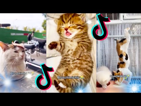 🤣 Mejores Videos de Gatos Bruschimichis | Compilación Divertida de Gatos Graciosos