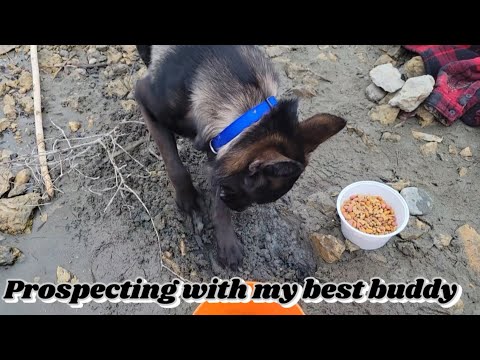 Great Kootenay River Pickers and Golden Paws#goldpanning #prospectingforgold