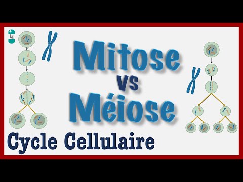 Mitose vs Méiose - Explication simple du Cycle cellulaire, Division d'une CELLULE, Chromosomes