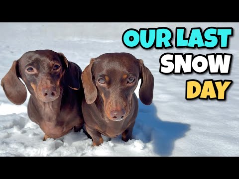 Mini DACHSHUNDS Go SLEDDING on Their Last Day in the Snow Before it Melts