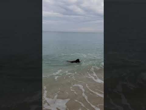 Toby swimming with the dolphins.