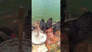 duck 🦆 with 🐟 🥰#viral #shortsvideo shorts #mrmedia #funny #subscribe