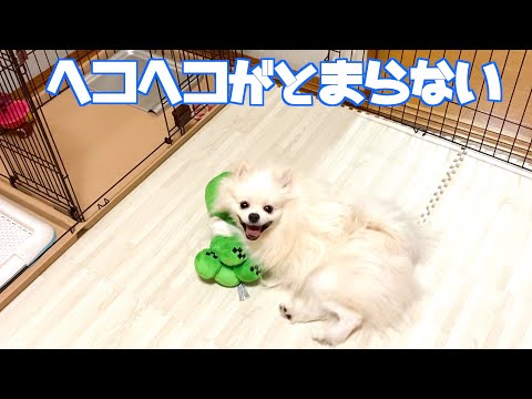 ヘコヘコがとまらないポメラニアン ♂