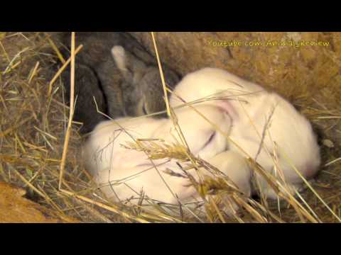 Cute Baby Bunny Rabbits