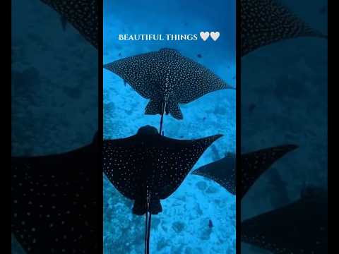 beautiful things 🤍🤍 #beautiful #ocean #capcut #marinebiologist #aesthetic #marinebeauty #fypシ゚