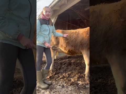 Grooming my jersey cow Bonnie 💖🐮