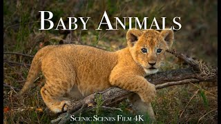 Baby Animals 4K - Amazing World Of Young Animals | Scenic Relaxation Film