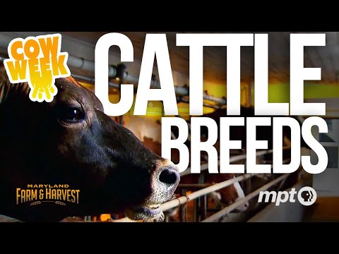 Cattle Breeds | Cow Week MF&H