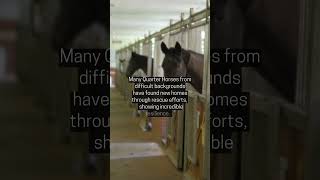 Quarter Horses Adoption #youtubeshorts #horserescue #horse #quarterhorses