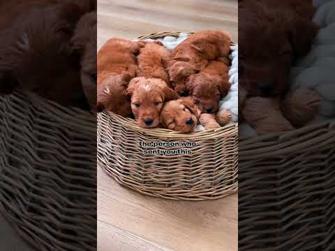 #music #multigengoldendoodle #goldendoodlef1b #puppy