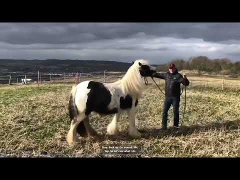 IMPOSSIBLE conditions for training a horse that had become dangerous to lead anywhere