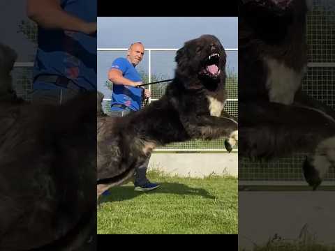 Caucasian Shepherd Transformation from PUPPY to MONSTER! 🐕👹💀 #dog #tranformation