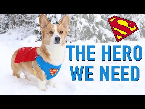 SNOW CHAOS! - Topi the Corgi