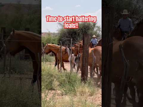 Haltering foals! #horseranch #horse #arizona #painteddesertranch #cowboys #aqha