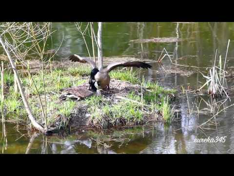 Geese Grooming and Getting Violent