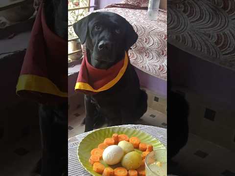 Ready labrador laika#short eating food