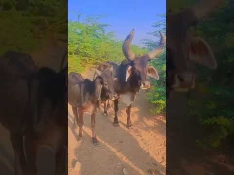 Kankrej Cow Marwad Pawti ❤️