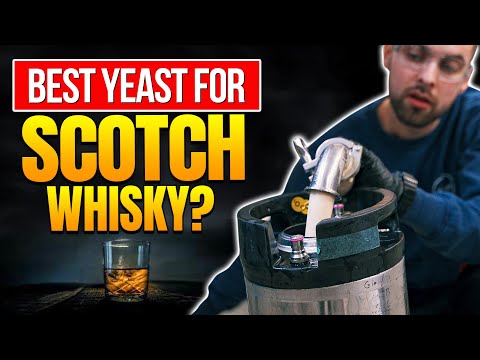 Utilizing Brewers Yeast For Whisky Production