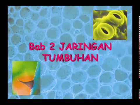 Powerpoin Biologi-PPT01BAB 2 JARINGAN TUMBUHAN