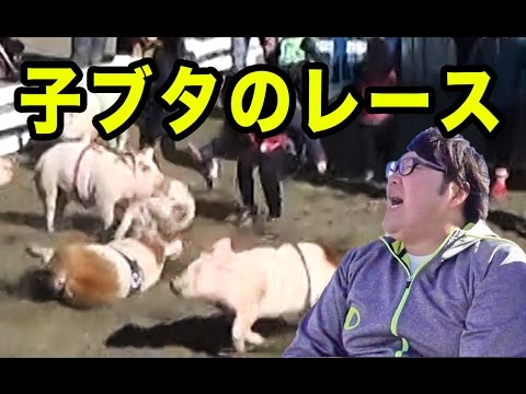 デカキンが子ブタのレースに参加してみた！（kobasolo、マザー牧場）【デカとも第２回の②】