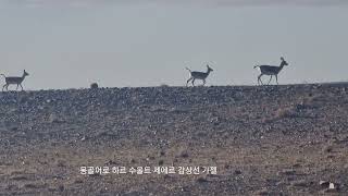 남고비 에르덴 캠프 가는길