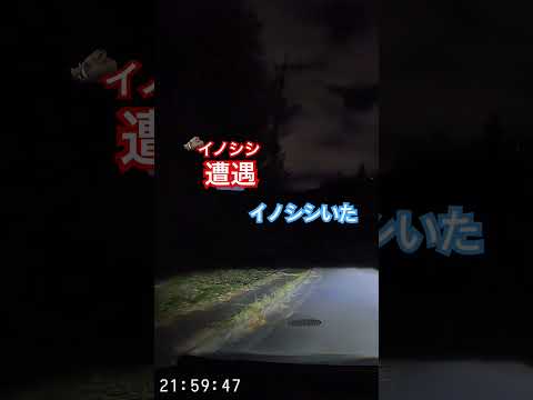 夜中にイノシシに遭遇して怖くなった