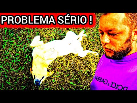 MEU CACHORRO MILAGRE COMEÇOU A FALAR ! (O ALEMÃO TA DESCONTROLADO )