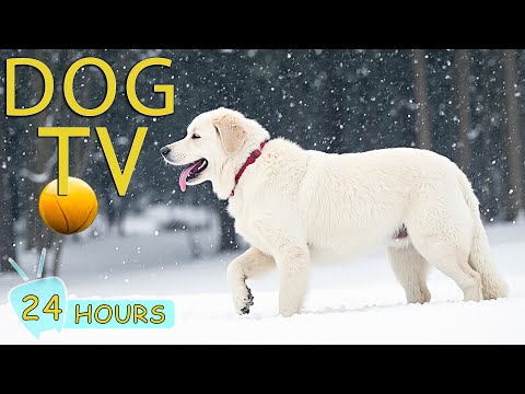 DOG TV for Dogs to Watch: Videos Entertain Perfect for Anxious Dogs Left Home Alone - Music for Dogs