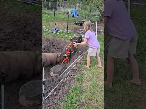 No Wasting Food On A Small Farm