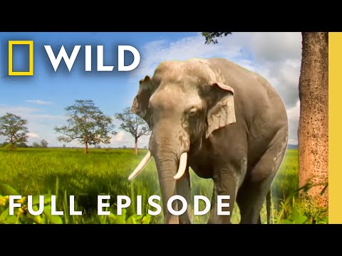 Elephant Kingdom (Full Episode) | Secrets of Wild India | Nat Geo Animals