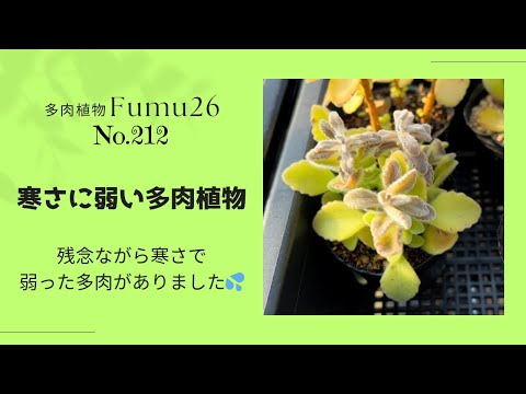 【多肉植物】皆さんは気をつけて〜〜‼︎                      寒さでやられちゃった多肉をご紹介