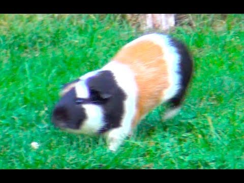 Beautiful Guinea Pig Runs Around