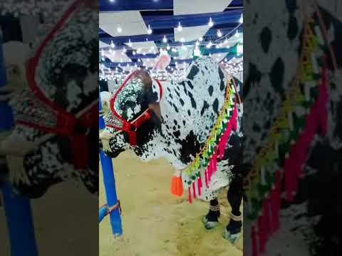 beautiful cow tiktok video