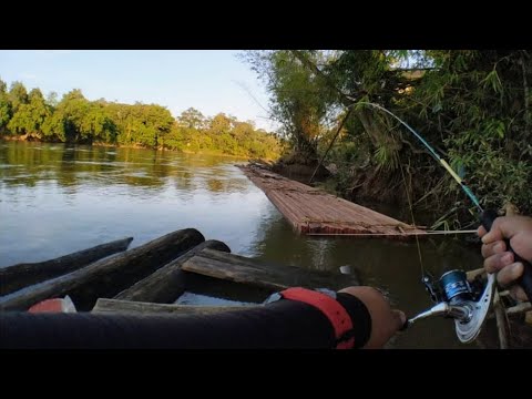 MANCING IKAN BAUNG || IKAN KECIL TARIKANNYA MANTAP JUGA || MANCING IKAN BAUNG SUNGAI #027