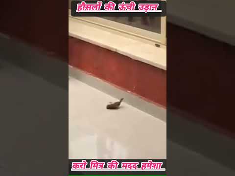 हौसले की ऊंची उड़ान