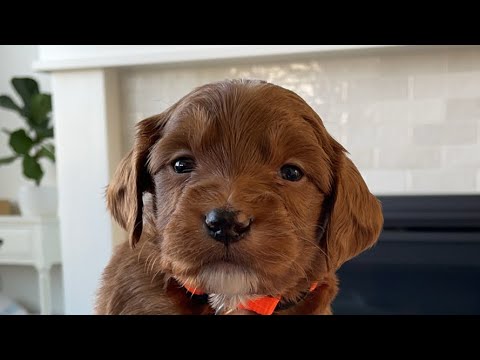 Puppy Pick! Luna x Rex Mini Goldendoodle Puppies