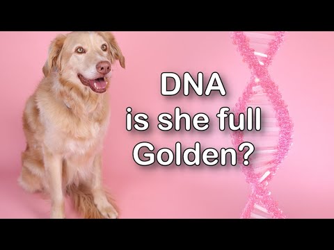 Is She Full Golden? Rescue Dog DNA Results (🔴 LIVE Results)