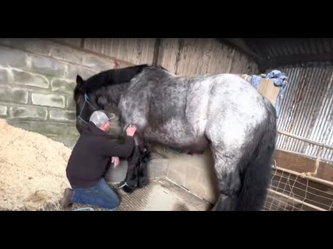 Ginormous horse accidently hurts owner!