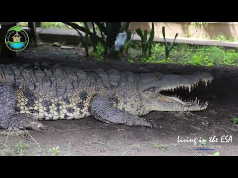 Living in the ESA | Holland Bay Crocodile Sanctuary, St. Thomas