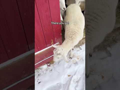 Sheep Discover Snow!❄️