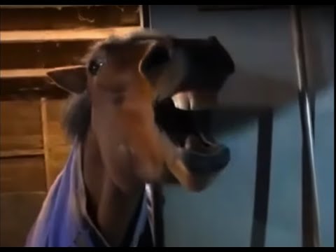 Horse is Aggressive Around Food!