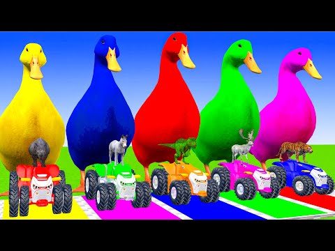 5 Giant Duck Cartoon,Cow,Elephant,Tiger,Lion,Dinosaur,Paint Wild Animals Crossing Fountain Animation